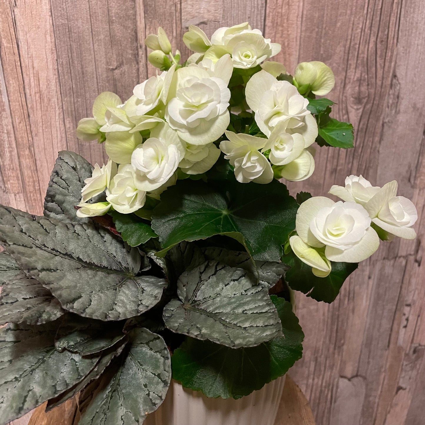 Plantering ljusa toner liten
