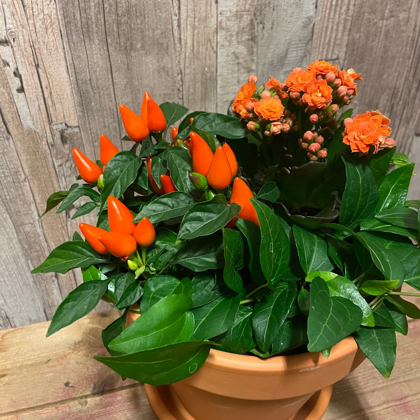 Höstplantering liten