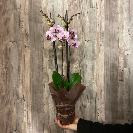 Phalaenopsisorkidé 3-5 stänglar lila toner