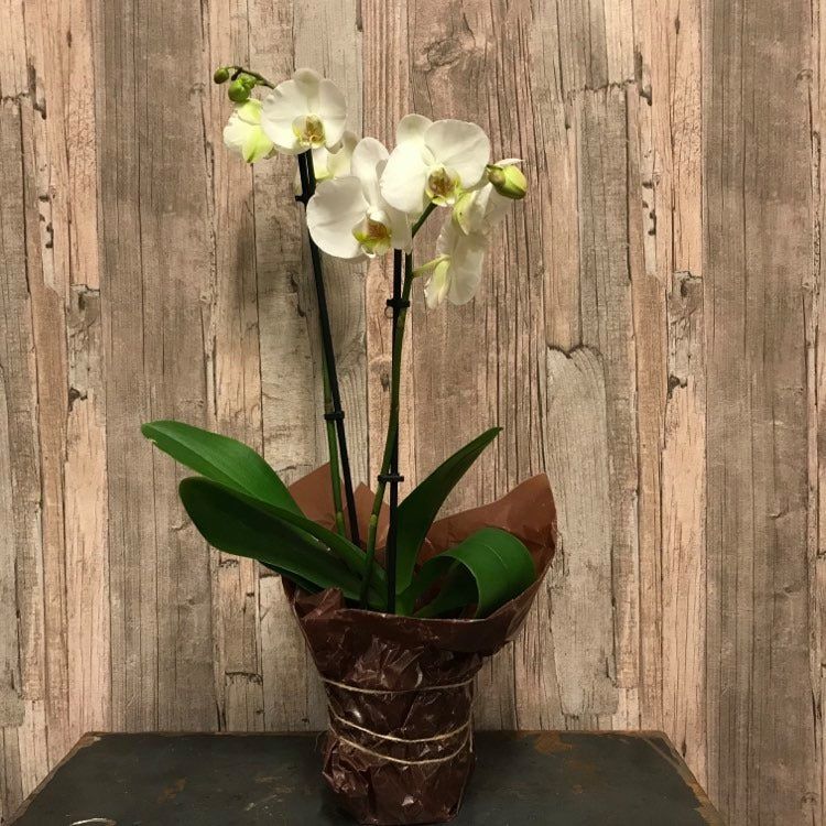 Phalaenopsisorkidé 2 stänglar