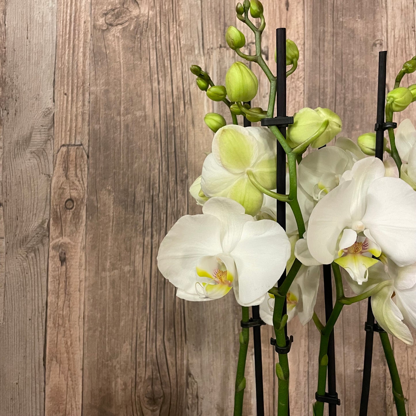 Klassisk orkidéplantering
